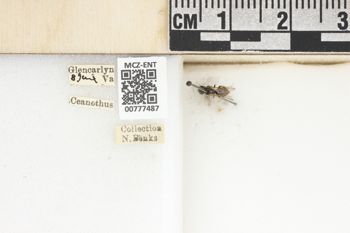 Media type: image;   Entomology 777487 Aspect: Labels